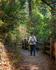 Big Sur, CA, USA – July 18, 2023: A woman hikes along the Buzzard’s Roost Loop trail in Pfeiffer Big Sur State Park, in Big Sur, CA.