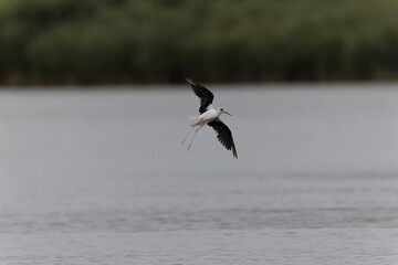 Black-winged Stilt Himantopus himantopus in Brittany, France