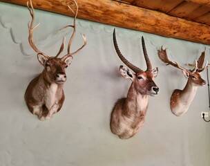 Taxidermy of horned forest animals is used for the design of the walls of the hunting house