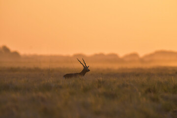 Male Blackbuck Antelope in Pampas plain environment, La Pampa province, Argentina