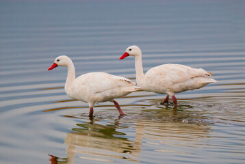 Coscoroba swan swimming in a lagoon , La Pampa Province, Patagonia, Argentina.