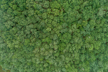 aerial top view of an oak forest on a cloudy day, ecology concept