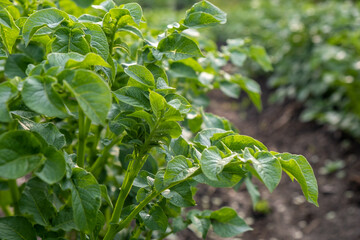 Obraz premium Rows of potatoes in the home garden. Preparation for harvesting. potato plants in rows on a kitchengarden farm springtime with sunshine. Green field of potato crops in a row. Growing of potato.