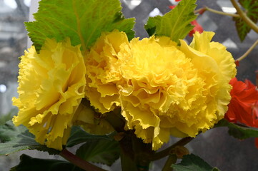 神代植物公園のカラフルなベゴニアの花々