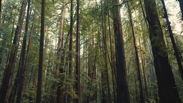 Trees in Redwood Forest