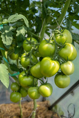 A lot of green tomatoes on a bush in a greenhouse. Tomato plants in greenhouse. Green tomatoes plantation. Organic farming, young tomato plants growth in greenhouse.