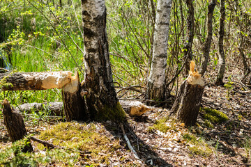 Tree with the marks of beaver teeth