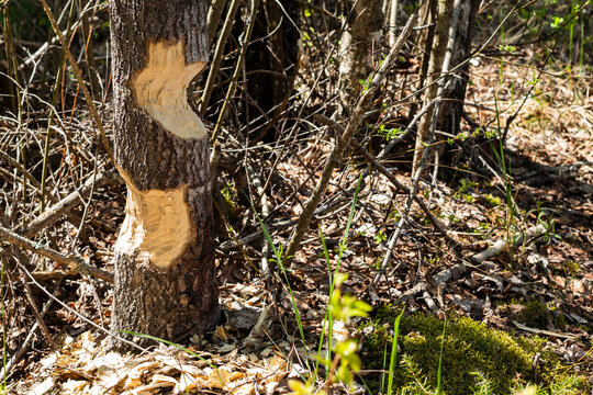 Tree with the marks of beaver teeth