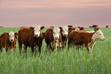 Naklejka na ściany i meble Countryside landscape with cows grazing, La Pampa, Argentina