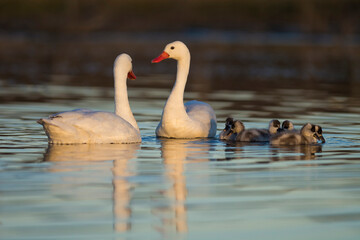 Coscoroba swan with cygnets swimming in a lagoon , La Pampa Province, Patagonia, Argentina.