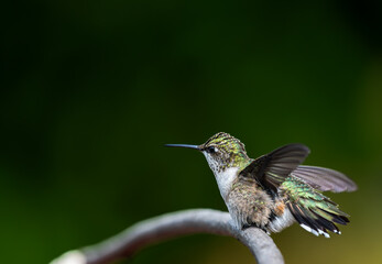 A Ruby-throated Hummingbird ready to take off