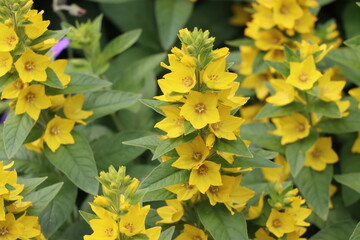 Lysimachia Punctata / the dotted loosestrife Yellow flowers with bur background
