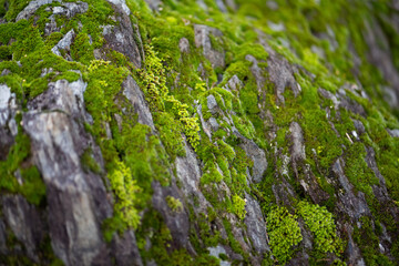 Limestone rock with cracks and fissures overgrown with bright green moss and lichen. Natural background on the shore of Lago Maggiore in Italy. Macro close up with selective focus. Microscopic plants.