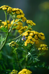 sonnenblumen -sunflowers