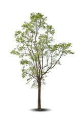 Obraz premium Vibrant foliage lone big tree isolated on white background. Evergreen wild trunk for design. Tropical colorful exotic lush plant. Tree green leaf garden decor. Forest wood in summer season.