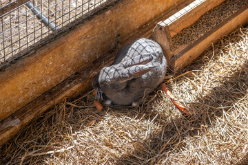 Different fluffy rabbits in the paddock lie resting and eating from a cup. There is hay in the paddock. Rabbits as a pet. housekeeping