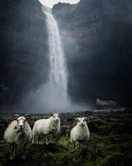 Icelandic sheep by the waterfall - obrazy, fototapety, plakaty