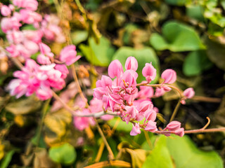 Fototapeta premium Beautiful pink flowers in nature. Close-up of pink blooming flowers. Vibrant pink flowers in the garden. Fresh flowers with soft pink petals. Pink blossoms on green foliage. Delicate pink flowers