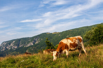 Landscape in Dumesti, Romania