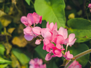 Fototapeta premium Delicate pink flowers in lush greenery. Vibrant pink blossoms against green backdrop. Colorful flowers blooming. Pink floral beauty, nature at its best. Close-up of pink flowers in natural light