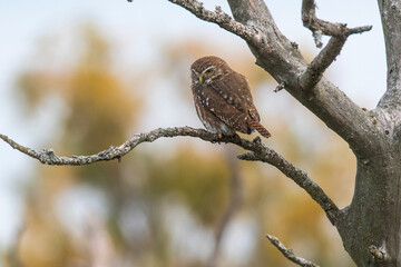 Ferruginous Pygmy owl, Glaucidium brasilianum, Calden forest, La Pampa Province, Patagonia, Argentina.