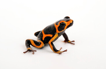 Mimic Poison Frog // Falscher Fünfstreifen-Baumsteiger, Zweipunkter (Ranitomeya imitator) ”Huallaga“