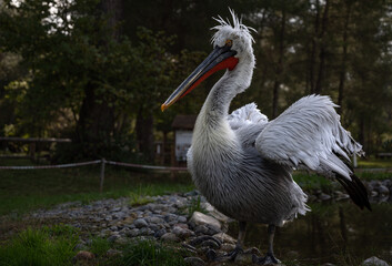Fototapeta premium Divjake-Karavasta National Park in ALBANIA. Domesticated Wild Pelican Johny