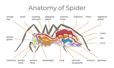 Spider Structure Flat Infographics