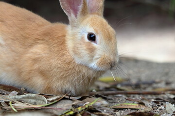 大久野島のうさぎ　食事後の様子　（広島県）