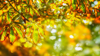 autumn colored chestnut leaf branch frame on bright blurred background with copy space, sunny...