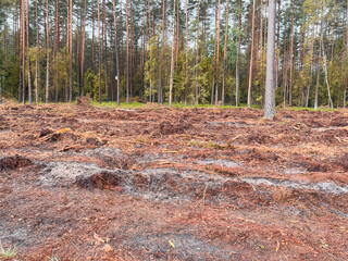 Deforestation is a threat to the environment and sustainability. The stumps of the cut-down trees. Damage caused by human activities