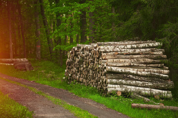 Obraz premium Ecological Damage. Heap firewood close-up. A pile of fresh firewood. Deforestation's Impact on European Evergreen Forests