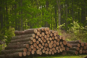 Photo sur Plexiglas Texture du bois de chauffage Forest pine and spruce trees. Log trunks pile, the logging timber wood industry.