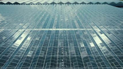 A huge stretch of glass roofs of grennhouses. Drone aerial shot. High quality 4k footage