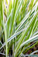 Background of decorative sedge. Striped green grass Variegated Sedge. Decorative long grass, evergreen sedge with white and green striped foliage