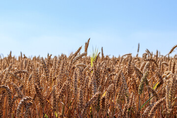 Field of wheat, rye, grain. Golden spikelets close-up. Ukrainian landscape. Blue sky, yellow field. Postcard, photo, advertising, horisontal wallpaper.