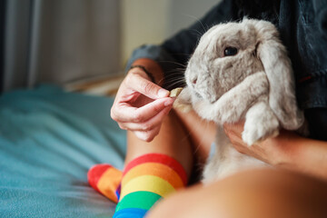 Pet rabbit taking CBD treat oil - Bunny eating cannabis dropper for anxiety treatment - Focus on...