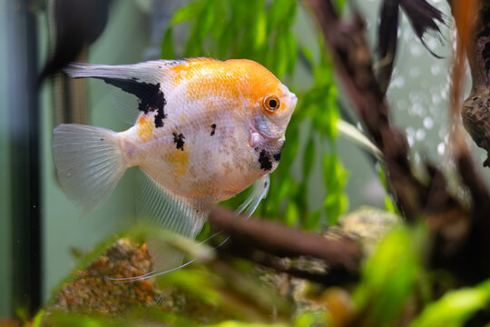 Yellow angelfish in the aquarium