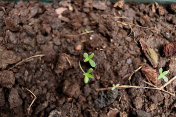 Sprouts with cotyledon leaves of cannabis or marijuana growing on dark soil.