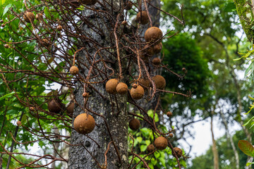 Flowers and flowers bud of canon ball tree.