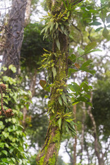 Bromeliad epiphyte in south india rainforest