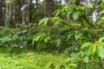 green coffee beans berry plant fresh coffee grow in eco green organic farm Close the Robusta Arabica seeds waiting to be harvested, ripening, harvested for the coffee plantation.