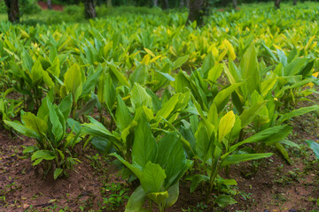 ginger (Zingiber officinale) crop planted and cultivated at agriculture field or farm. Ginger plantation.