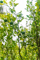 orange tree with green oranges. High quality photo