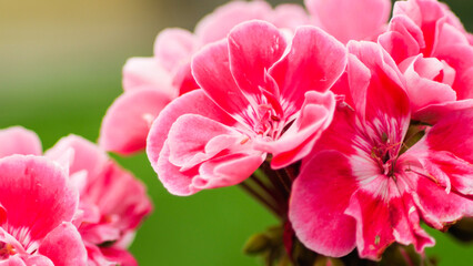 Macro de pétales de fleurs, avec un bokeh intense
