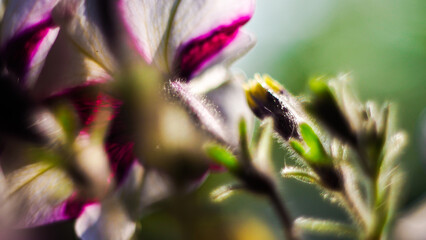 Macro de p&eacute;tales de fleurs, avec un bokeh intense