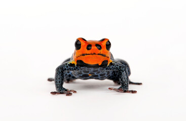 Mimic Poison Frog // Falscher Fünfstreifen-Baumsteiger, Zweipunkter (Ranitomeya imitator) 