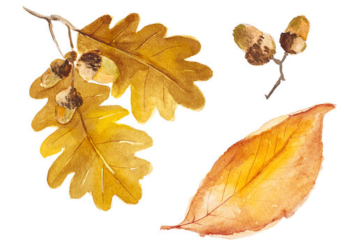 Abstract watercolor collection of autumn leaves. Hand drawn nature design elements isolated on white background.