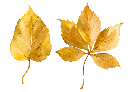 Abstract watercolor collection of autumn leaves. Hand drawn nature design elements isolated on white background.