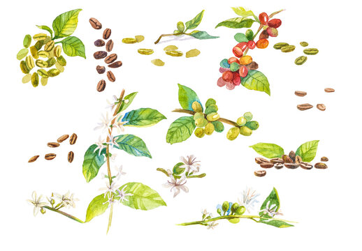 Abstract watercolor illustration of coffee beans. Hand drawn nature design elements isolated on white background.